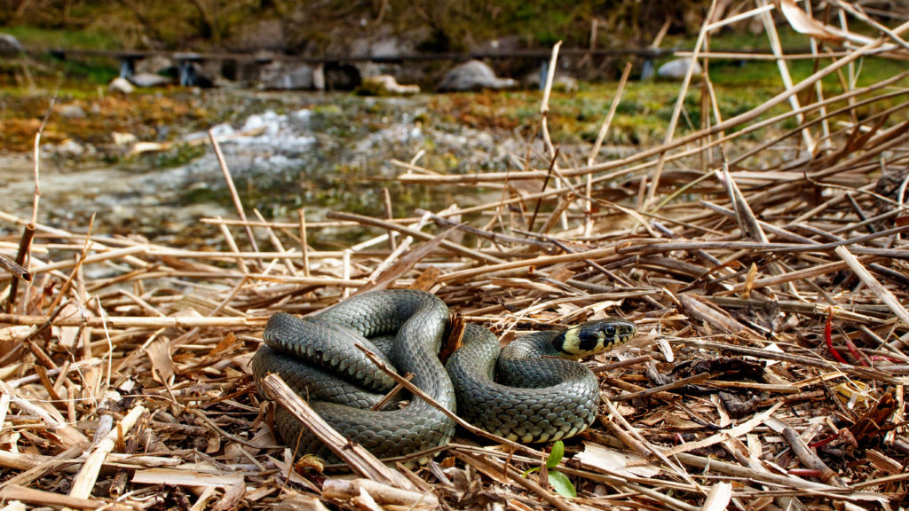 Natrix natrix (Grass snake) Lille Blåkilde 2