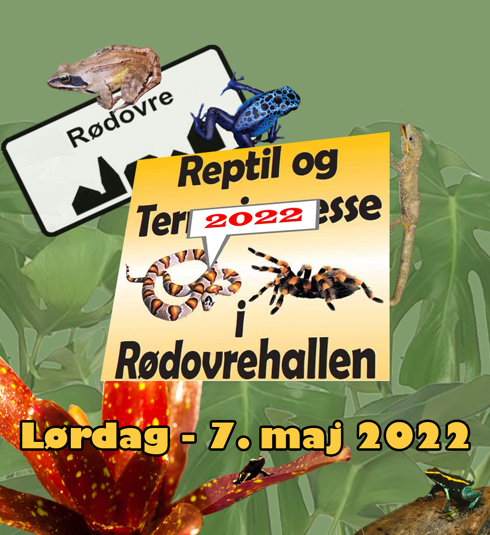 Rødovremesse